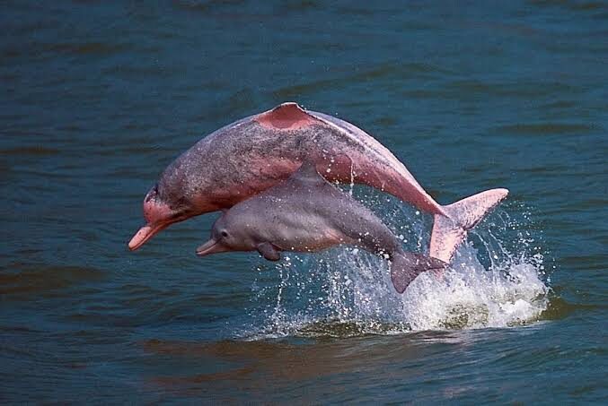 Pink Dolphin Initiation: Sea Ceremony Journey