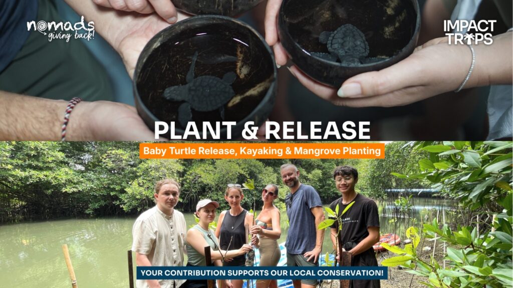 Plant & Release: Baby Turtle Release, Kayaking & Mangrove Planting